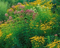 Tapeta Nature Flowers 654.jpg